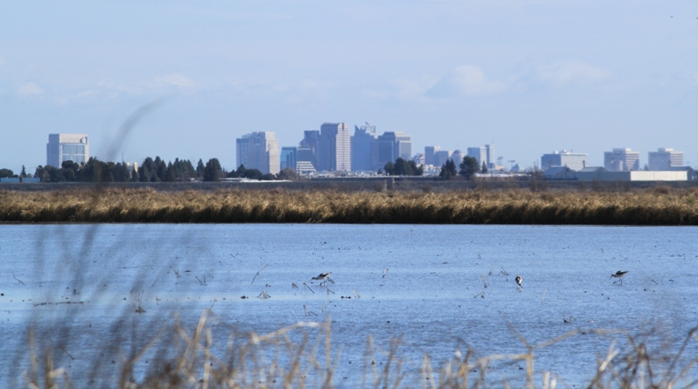 Yolo Bypass Feb 2013 #25